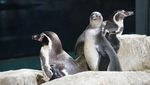 Gumush! Ini Foto 5 Bayi Penguin yang Menetas di Jakut