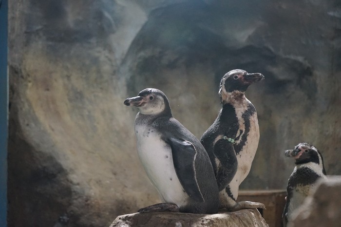 Bayi-bayi penguin yang baru menetas di Ancol Bayi-bayi penguin yang baru menetas di Ancol