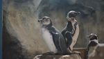 Gumush! Ini Foto 5 Bayi Penguin yang Menetas di Jakut
