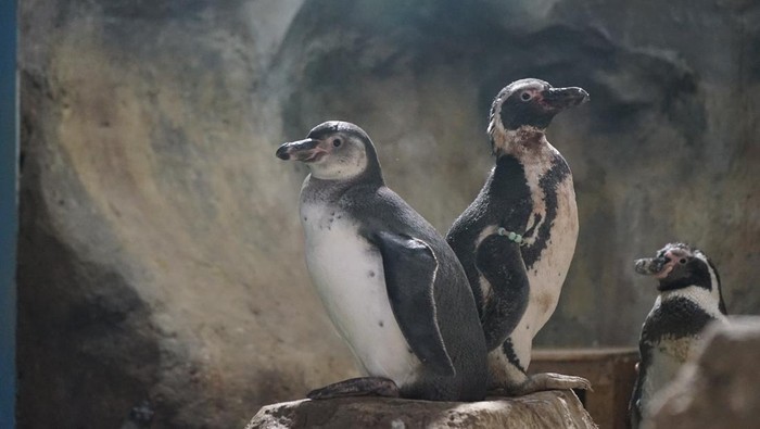 Bayi-bayi penguin yang baru menetas di Ancol