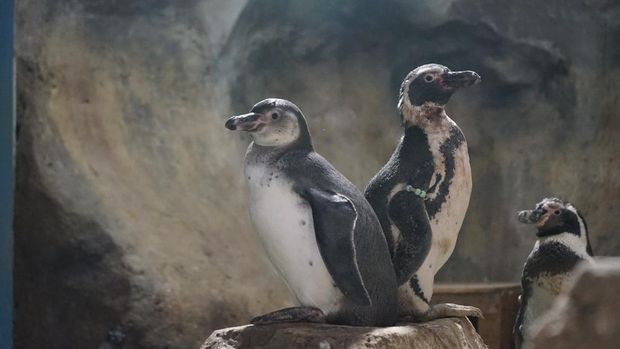 Bayi-bayi penguin yang baru menetas di Ancol