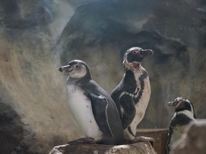 5 Bayi Penguin Menetas di Jakarta Utara