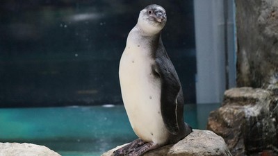 Gumush! Ini Foto 5 Bayi Penguin yang Menetas di Jakut