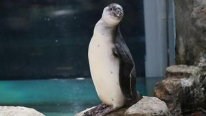 Gumush! Ini Foto 5 Bayi Penguin yang Menetas di Jakut