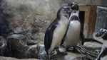 Gumush! Ini Foto 5 Bayi Penguin yang Menetas di Jakut
