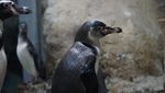 Gumush! Ini Foto 5 Bayi Penguin yang Menetas di Jakut