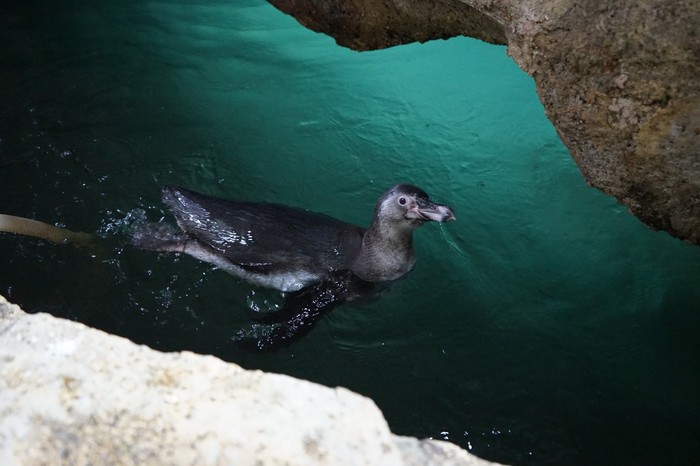Bayi-bayi penguin yang baru menetas di Ancol Bayi-bayi penguin yang baru menetas di Ancol