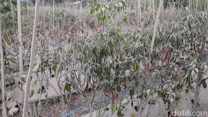 Dampak erupsi Gunung Merapi mengakibatkan hujan abu di tiga desa, di Kecamatan Selo, Kabupaten Boyolali, Sabtu (11/3/2023).