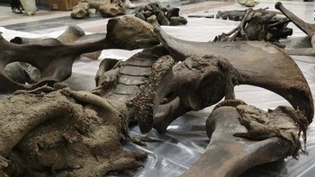 Pada Juli 2020, seorang penggembala rusa melihat tengkorak mammoth berbulu mencuat dari sebuah danau di timur laut Siberia. Para ilmuwan yang kemudian menggali situs tersebut menemukan sekitar 90% dari seluruh kerangka mammoth jantan, bersama dengan sebagian kulit, wol, dan jaringan lunak lainnya (seperti ligamen), dan bahkan kotorannya yang membatu (disebut koprolit).  Mammoth kemungkinan telah musnah setidaknya 10.000 tahun yang lalu, dan terawetkan dengan baik karena suhu dingin Siberia. Tengkorak itu terlihat ketika permukaan air danau turun karena kenaikan suhu. Foto: mvk.yanao / Instagram