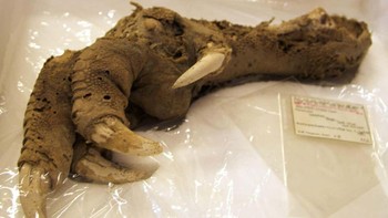 Meskipun beberapa orang mengklaim cakar yang diawetkan ini berasal dari dinosaurus, itu  tidak benar . Ini sebenarnya adalah kaki moa yang diawetkan, burung raksasa yang tidak bisa terbang dari Selandia Baru yang punah lebih dari 600 tahun yang lalu ketika manusia tiba di daerah tersebut. Arkeolog menemukan fosil,  daging dan kulit yang masih utuh , di sebuah gua. Analisis mengungkapkan bahwa cakar mumi berusia 3.300 tahun itu milik seekor moa dataran tinggi (Megalapteryx didinus), salah satu spesies moa terkecil , tingginya mencapai 4,2 kaki.  Cakar itu kemungkinan terawetkan karena moa dataran tinggi musnah di gua yang sejuk dan kering yang menyediakan kondisi alam untuk pelestarian.  Foto: Ryan Baumann / Wikimedia Commons / CC BY 2.0