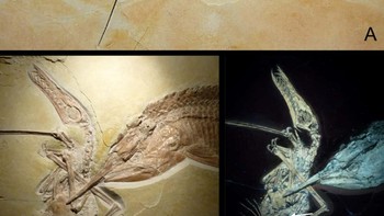 Jika Anda dapat mempercayainya, ada suatu masa ketika ikan raksasa benar-benar memangsa reptil bersayap saat terbang. Itulah yang terjadi dengan fosil ini, yang menggambarkan Aspidorhynchus  sedang mengunyah pterosaurus kecil yang dikenal sebagai Rhamphorhynchus.  Pterosaurus terbukti terlalu besar untuk Aspidorhynchus, yang mungkin membuat giginya tersangkut di sayap kulit reptil terbang itu. Pterosaurus kemungkinan kehabisan oksigen, dan ikan monster itu mungkin begitu kelaparan. Foto: Eberhard Frey dan Helmut Tischlinger / Wikimedia Commons / CC BY 2.5