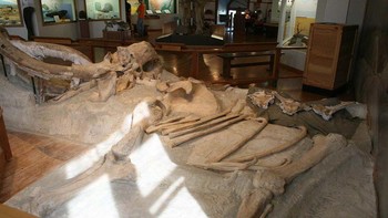 Mammoth adalah hewan besar, jadi tidak mengherankan jika pertarungan antara dua raksasa ini bisa mematikan. Seorang ahli paleontologi membuktikan hal itu. Pada 1960, dia menemukan fosil dua mammoth yang saling mengunci gadingnya saat bertarung. Para peneliti percaya bahwa kedua mammoth itu kemungkinan besar memperebutkan hak kawin dengan seekor betina sebelum pertarungan berubah menjadi buruk. Foto: Jllm06 / Wikimedia Commons / CC BY-SA 4.0