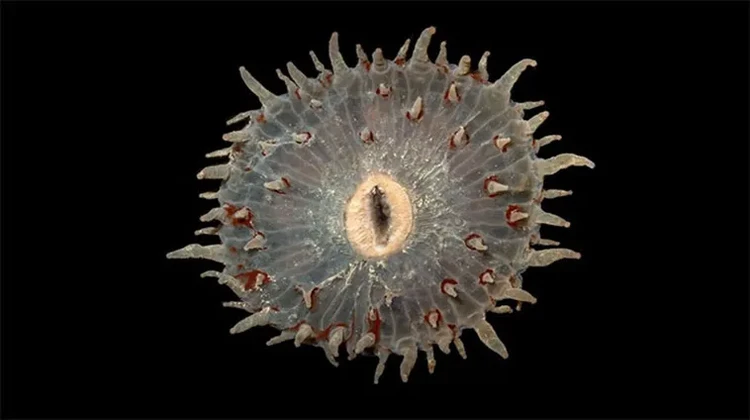 Hewan penghuni laut dalam Hewan penghuni laut dalam