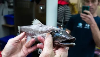 Ikan abyssal yang ikonik ini, sering disebut spiderfish, berdiri tinggi di dasar laut dengan siripnya yang seperti panggung. Seperti semua ikan dalam keluarga ikan laba-laba, mereka memiliki mata yang sangat kecil. Untuk memberi makan, mereka menghadap ke arus, menjulurkan sirip dada memanjang ke depan dan “merasakan” mangsanya melayang. Foto: Themindcircle
