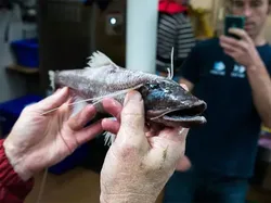 Hewan Menyeramkan Penghuni Laut Dalam, Bikin Merinding