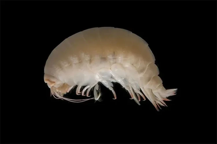Hewan penghuni laut dalam Hewan penghuni laut dalam
