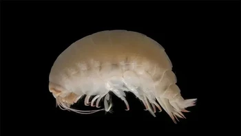 Crustacea seperti amphipoda ini adalah pemakan bangkai laut dalam dan akan memakan hampir semua makanan bergizi yang mereka temui – termasuk sisa-sisa ikan paus mati yang membusuk, yang hanyut dari dunia atas. Foto: Themindcircle
