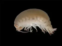 Hewan Menyeramkan Penghuni Laut Dalam, Bikin Merinding