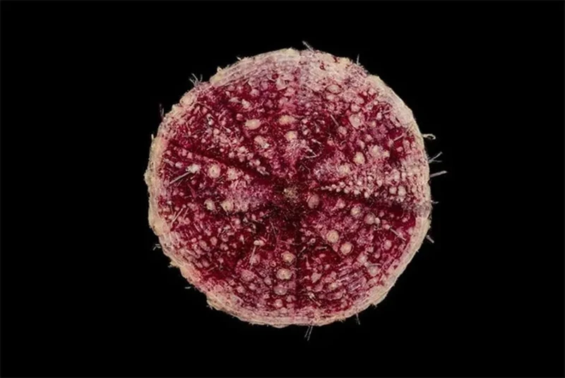 Hewan penghuni laut dalam