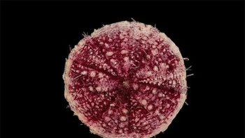 Pancake Urchin. Cakram bundar dari bulu babi pekat ini sebenarnya tidak rata di habitat aslinya. Foto: Themindcircle  