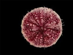 Hewan Menyeramkan Penghuni Laut Dalam, Bikin Merinding