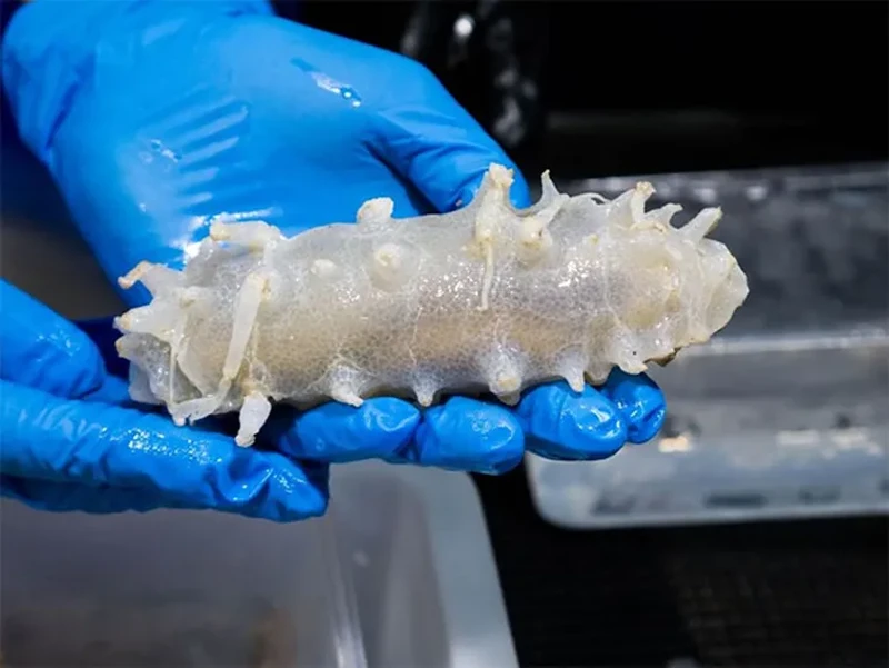 Hewan penghuni laut dalam