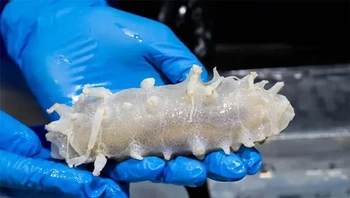 Babi kecil berwarna merah muda yang lucu ini, ditemukan di Freycinet Marine Reserve di lepas pantai Tasmania, adalah penyedot debu lautan, menggunakan kaki mereka yang seperti tabung untuk bergerak melintasi lumpur jurang dan membawa mikro-organisme. Foto: Themindcircle