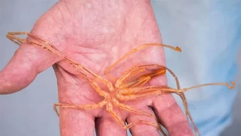 Ini sebenarnya bukan laba-laba, melainkan salah satu artropoda tertua yang menghiasi planet Bumi. Kesederhanaan adalah moto mereka, tidak lebih dari tabung di dalam tabung. Banyak laba-laba laut memiliki kaki yang bersinar dalam gelap. Foto: Themindcircle