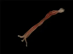 Hewan Menyeramkan Penghuni Laut Dalam, Bikin Merinding