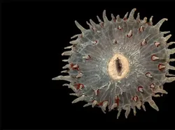 Hewan Menyeramkan Penghuni Laut Dalam, Bikin Merinding