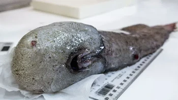 Tanpa mata, ikan tak berwajah itu ditemukan empat kilometer di bawah permukaan. Spesies ini pertama kali dikumpulkan di Laut Coral utara lebih dari 140 tahun yang lalu selama pelayaran HMS Challenger, ekspedisi oseanografi keliling dunia pertama. Telah ditemukan kembali di Australia setelah lebih dari satu abad. Foto: Themindcircle