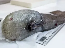 Hewan Menyeramkan Penghuni Laut Dalam, Bikin Merinding