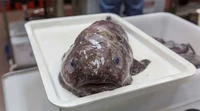 Hewan penghuni laut dalam