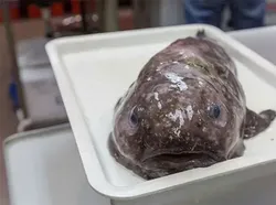 Hewan Menyeramkan Penghuni Laut Dalam, Bikin Merinding