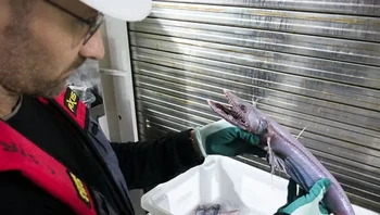 Menjadi predator dominan di kedalaman tidaklah mudah: pada kedalaman 1000–2500 meter hanya ada sedikit makanan, sehingga ikan biawak hanya sedikit untuk memaksimalkan sumber daya yang langka. Foto: Themindcircle