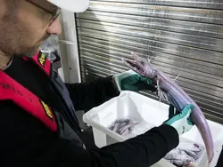 Hewan Menyeramkan Penghuni Laut Dalam, Bikin Merinding