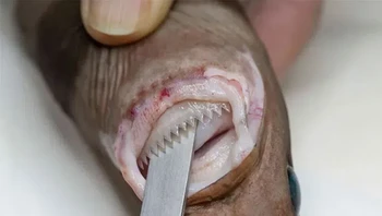 Hiu bioluminescent kecil ini, dengan gigi bergerigi yang tersusun rapi, menghuni zona senja samudra di kedalaman hingga 1.000 meter. Ia memangsa ikan besar, paus, lumba-lumba, dan perenang yang malang, menempel pada mereka sebelum mencungkil potongan daging seukuran kue. Foto: Themindcircle