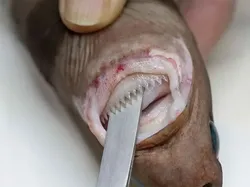 Hewan Menyeramkan Penghuni Laut Dalam, Bikin Merinding