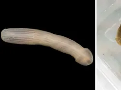 Hewan Menyeramkan Penghuni Laut Dalam, Bikin Merinding