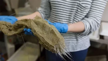 Spons kaca yang luar biasa ini memiliki kerangka yang terbuat dari kisi-kisi filamen silika, beberapa di antaranya bisa mencapai panjang satu meter. Mereka memberi makan dengan menyaring bakteri dan organisme bersel satu lainnya dari air dengan lembut melewati rumah kaca mereka yang halus. Foto: Themindcircle