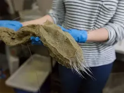 Hewan Menyeramkan Penghuni Laut Dalam, Bikin Merinding