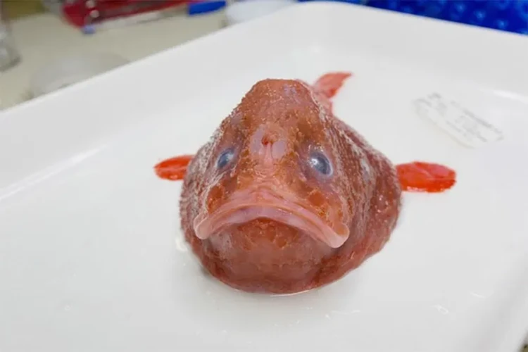 Hewan penghuni laut dalam Hewan penghuni laut dalam