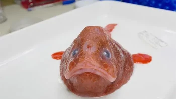 Coffinfish laut dalam kecil yang misterius ini, dengan mata kebiruan dan kaki merahnya, termasuk dalam kelompok anglerfish. Ini berpotensi menjadi spesies baru. Foto: Themindcircle