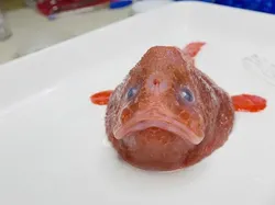 Hewan Menyeramkan Penghuni Laut Dalam, Bikin Merinding