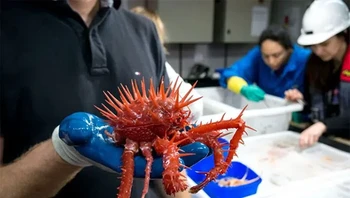 Kepiting berduri merah cerah ini memiliki baju besi berduri yang melindunginya dari bahaya laut dalam. Ini sebenarnya bukan kepiting sejati tetapi lebih terkait dengan kelomang - meskipun pertapa ini telah menukar cangkangnya dengan paku degil. Foto: Themindcircle
