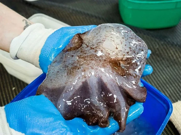 Hewan penghuni laut dalam Hewan penghuni laut dalam