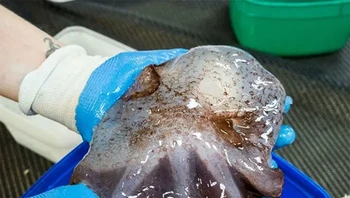 Gurita dumbo mengepakkan siripnya yang mirip telinga, persis seperti karakter Disney dengan nama yang sama, kecuali hewan ini, mengepakkan telinganya untuk meluncur dengan anggun melewati jurang yang dalam dan gelap. Foto: Themindcircle