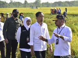 Besok Presiden Jokowi Bakal Tanam Padi Bareng Petani Tuban, Ini Agendanya