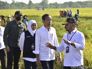 Besok Presiden Jokowi Bakal Tanam Padi Bareng Petani Tuban, Ini Agendanya