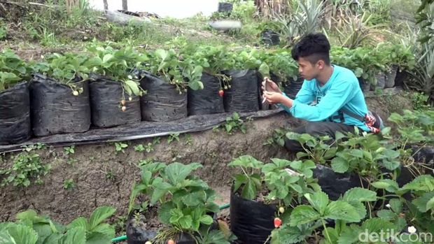 Kawsan agrowisata stroberi di Desa Rantepuang Mamasa, Sulbar.